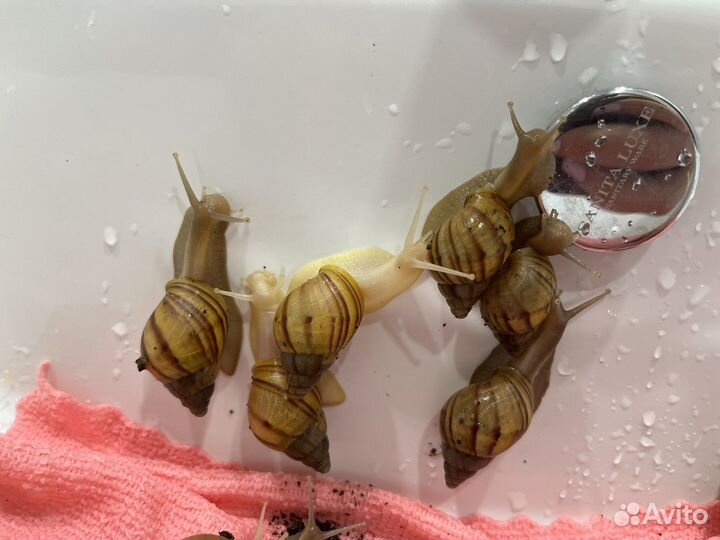 Улитки ахатины