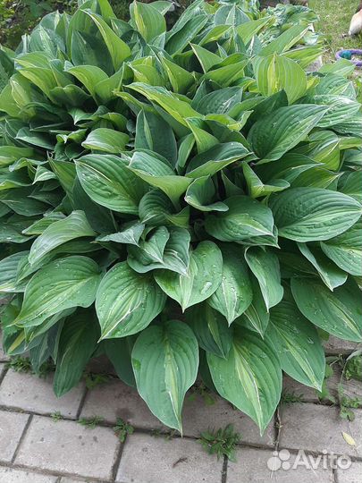 Хоста садовые цветы