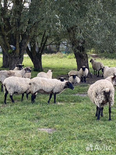 Овцы,ярки,баран на племя