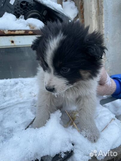 Щенок девочка в добрые руки