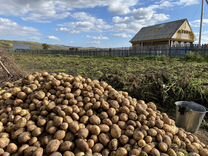 Продам картофель. Урожай 2023