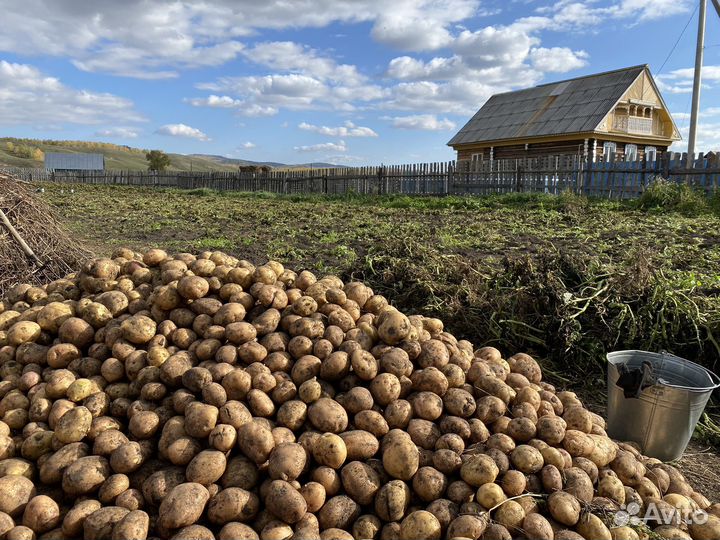 Продам картофель. Урожай 2023