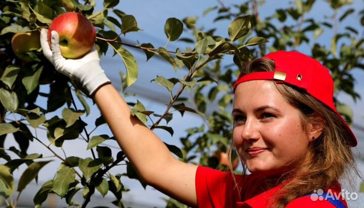 Рабочий по сборке яблок