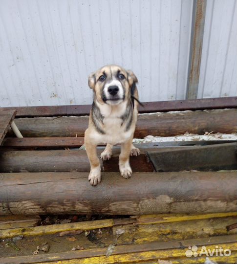 Собака 6 мес Амели