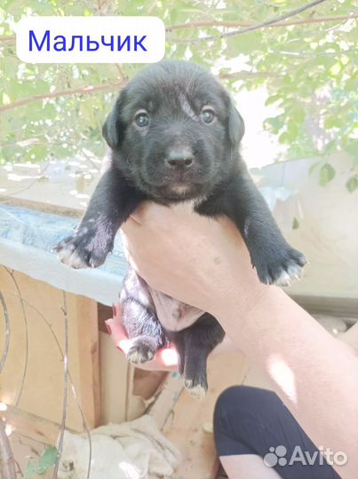 Щеночки 1,5 мес