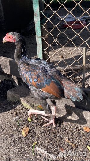 Петух бойцовый Дакан