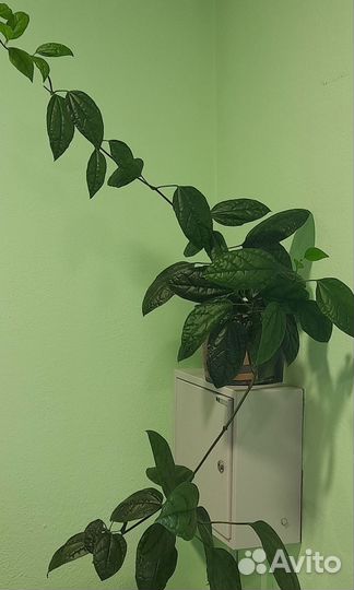 Клеродендрум Томпсон