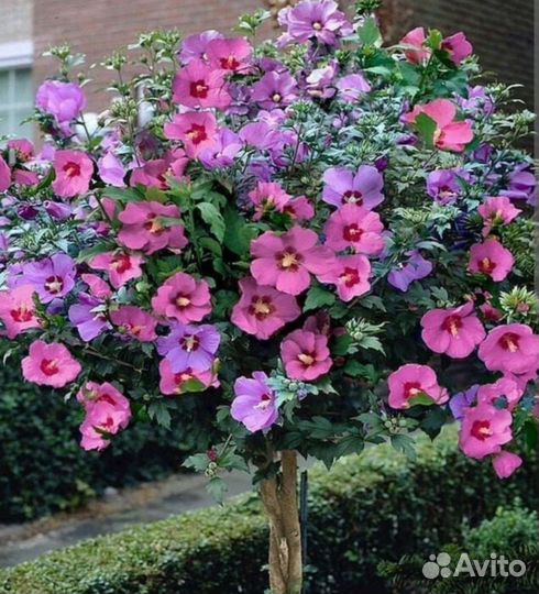 Для Вашего сада