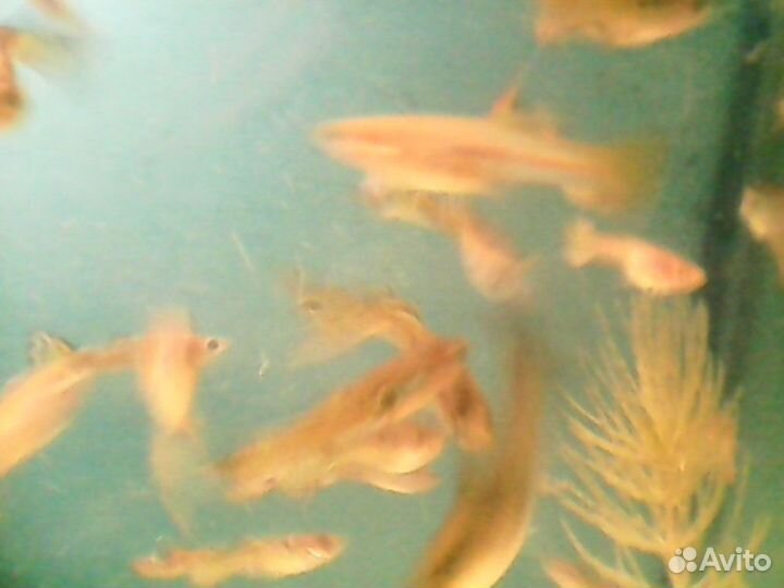 Аквариумные рыбки гуппи