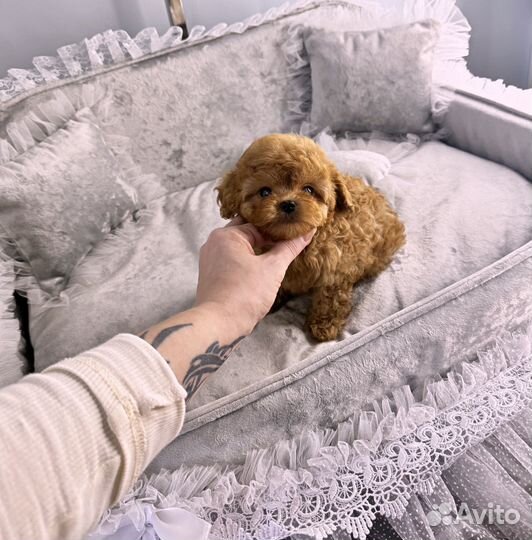 Мини мальтипу экстра красивый