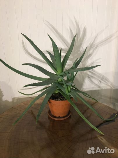 Комнатные растения цветы