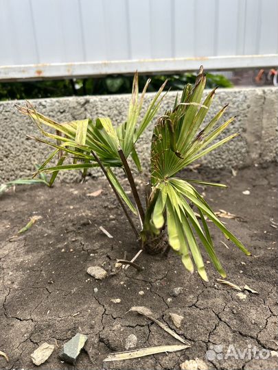 Пальма трахикарпус