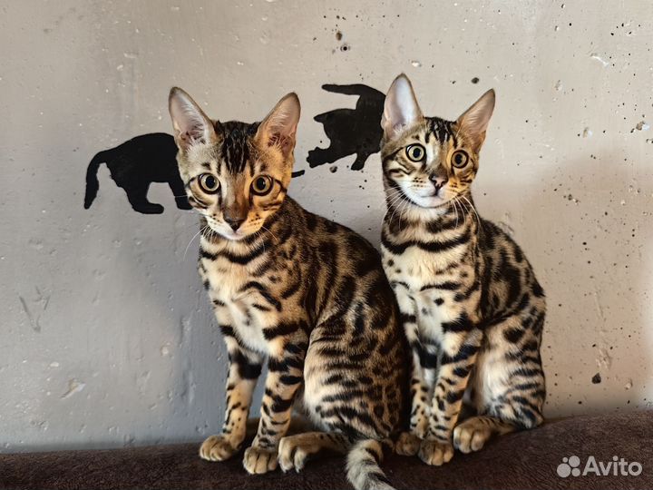 Бенгальская