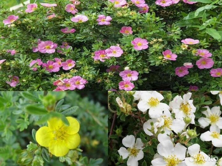 Лапчатка, чай оптом