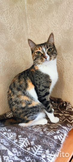 Очень хочет быть любимицей, спасена с ада