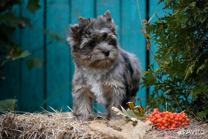 Йоркширский терьер, девочка окрас Блю мерле