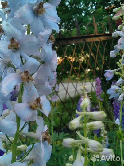 Дельфиниум