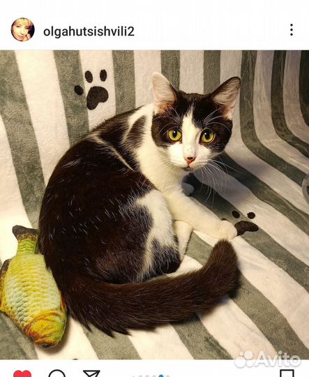 Кот 5 месяцев,лоток отлично