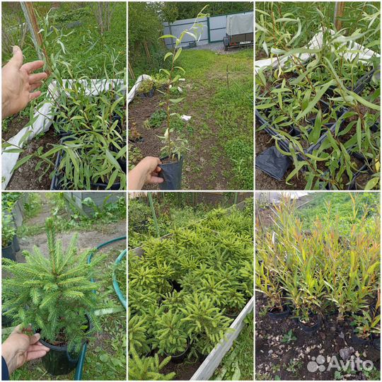 Саженцы ивы, ели