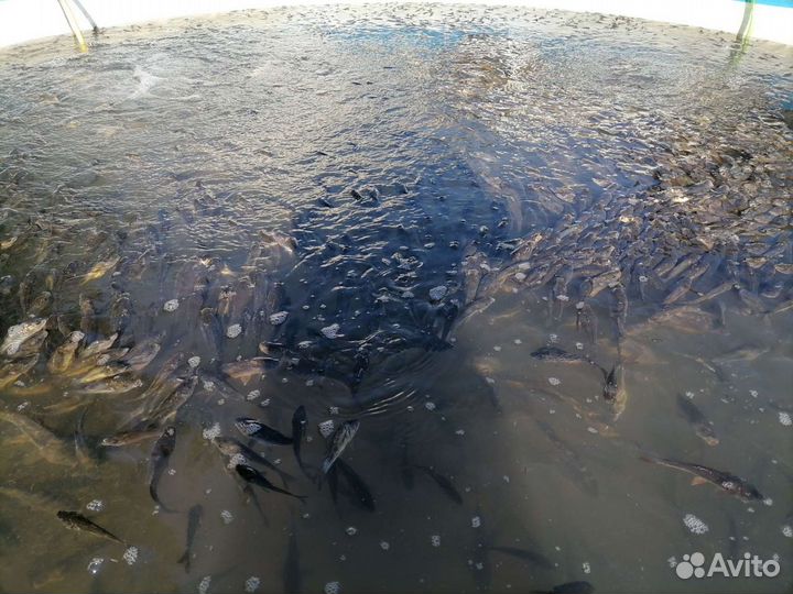 Карп зеркальный