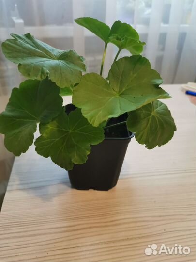 Розебудная красная пеларгония (герань)