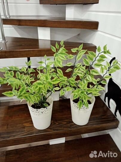 Педилантус, Традесканция, Дифенбахии