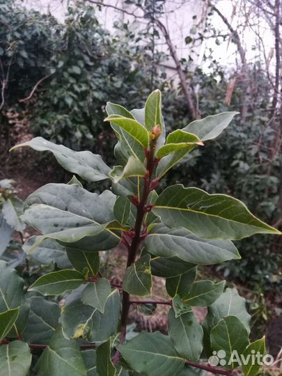 Саженцы лавра