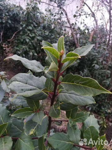 Саженцы лавра