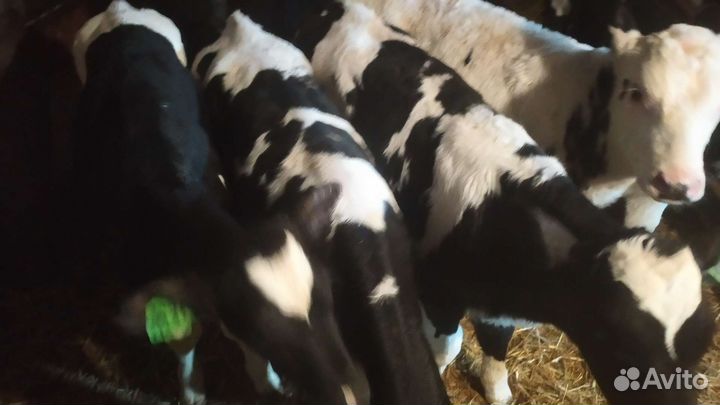 Телята бычки тёлки