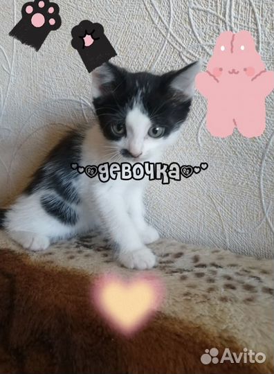 Котята в добрые руки