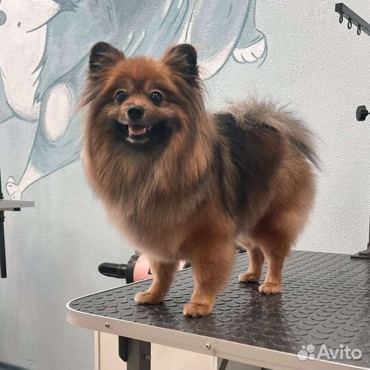 Груминг собак и кошек