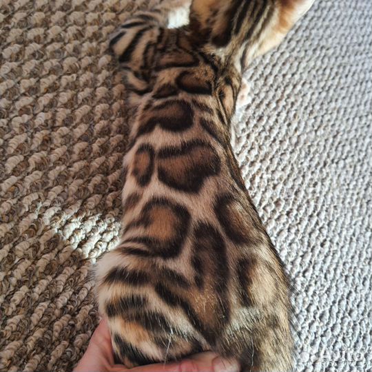 Бенгальские котята