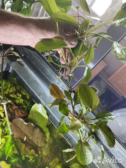 Эхинодорус цветущий