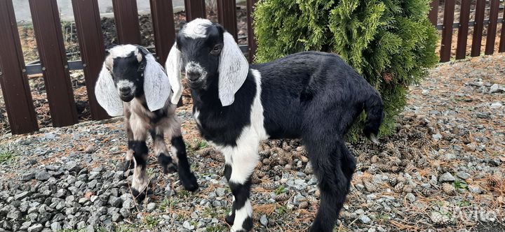 Козлята,козочка
