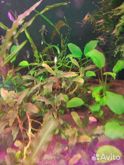 Растения для аквариума (мха пока нет)