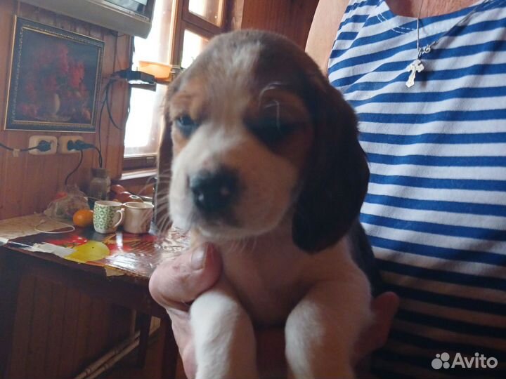 Щенки бигль