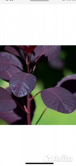 Скумпия Роял Перпл