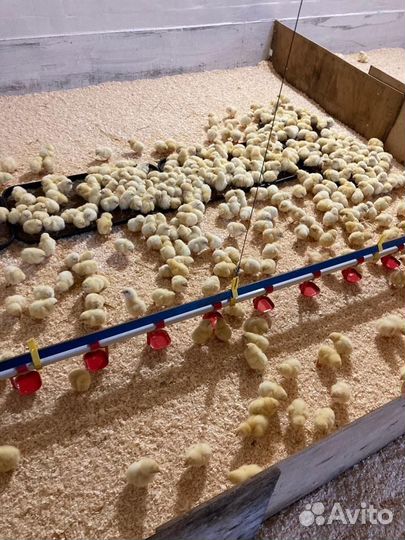 Цветной бройлер (мясояичные), бройлер, доминант