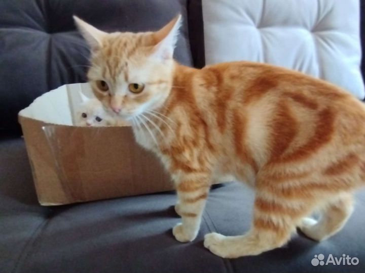 Котята в добрые руки бесплатно