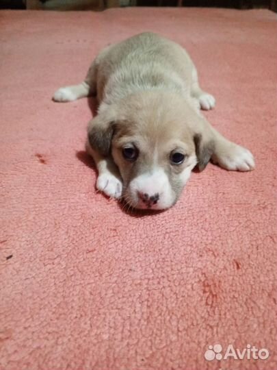 Отдаем щенков