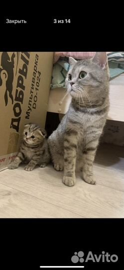 Отдам шотландскую кошку