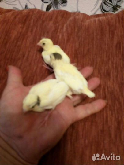 Продам канареек и кенарей