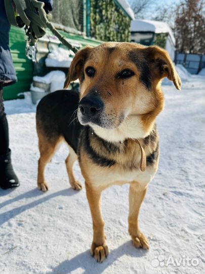 Молодой собаке страшно в приюте