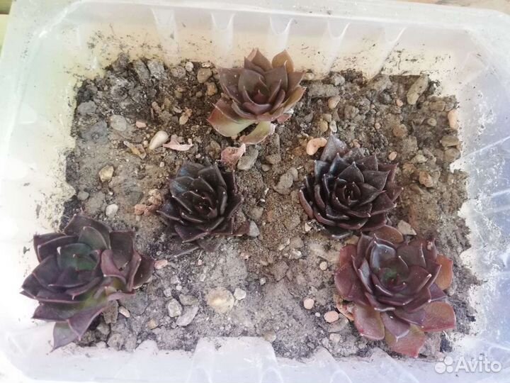 Суккуленты