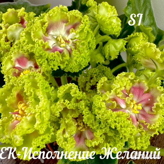 Сортовые фиалки