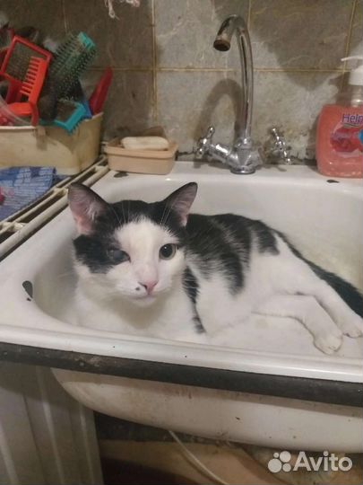 Николас ищет дом