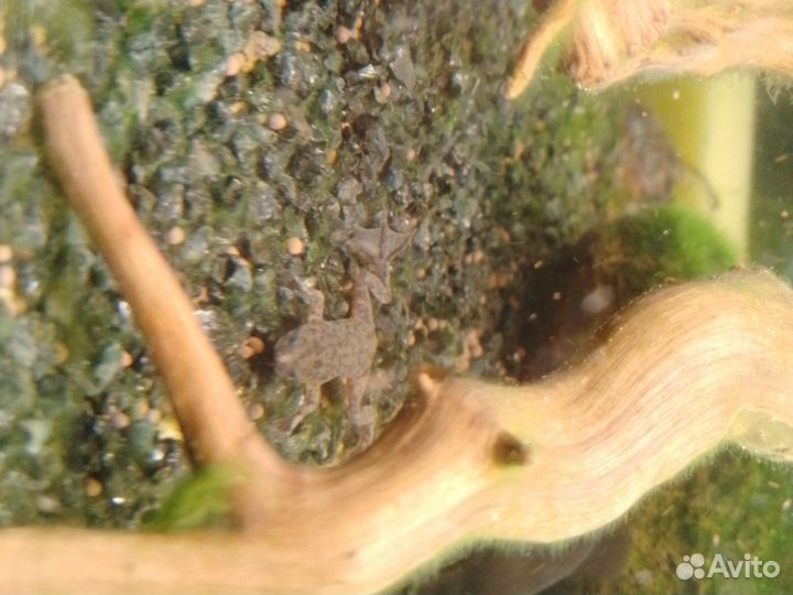 Аквариумные рыбки