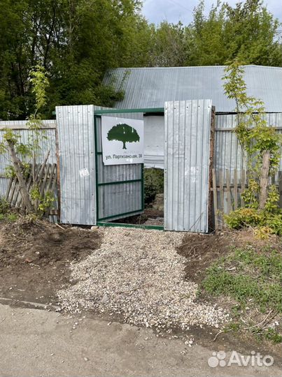 Сосна горная