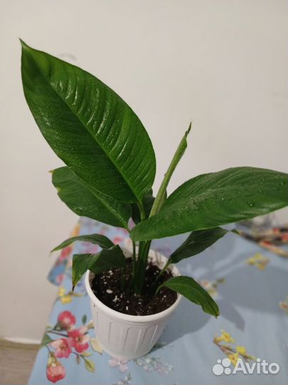 Спатифиллум свит лауретта