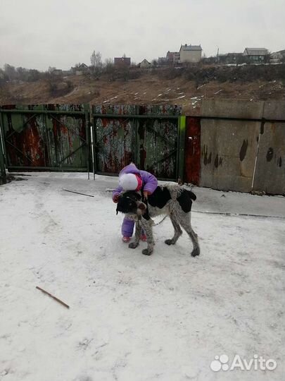 Случка собак